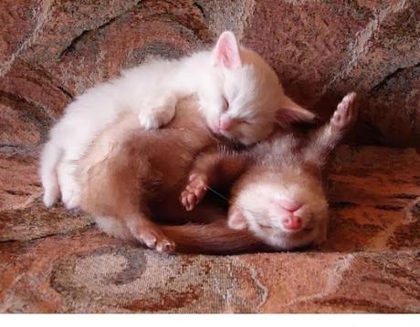 Animales que usan a otros animales como almohada