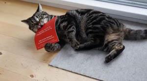 marketing directo Bulk Cat Litter Warehouse