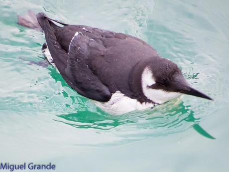 ONDARROA, ARAOS Y CORMORANES