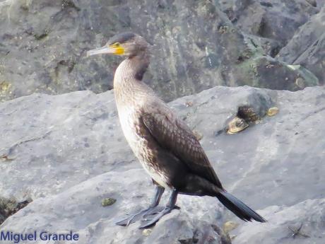 ONDARROA, ARAOS Y CORMORANES