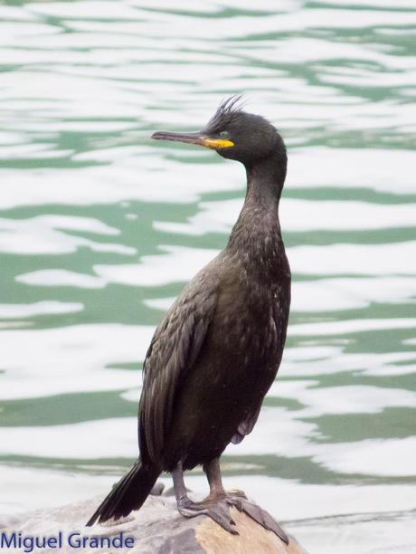 ONDARROA, ARAOS Y CORMORANES