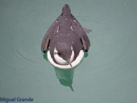 ONDARROA, ARAOS Y CORMORANES