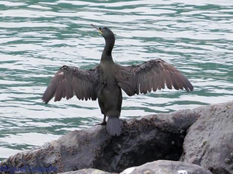 ONDARROA, ARAOS Y CORMORANES