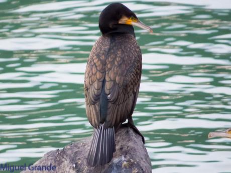 ONDARROA, ARAOS Y CORMORANES