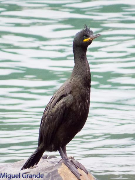 ONDARROA, ARAOS Y CORMORANES