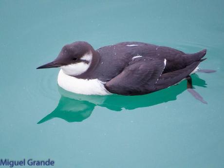 ONDARROA, ARAOS Y CORMORANES