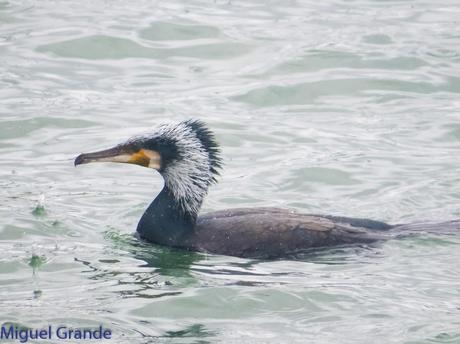 ONDARROA, ARAOS Y CORMORANES