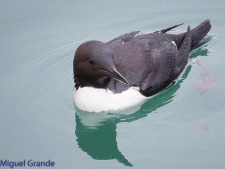 ONDARROA, ARAOS Y CORMORANES