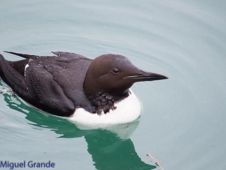 ONDARROA, ARAOS Y CORMORANES