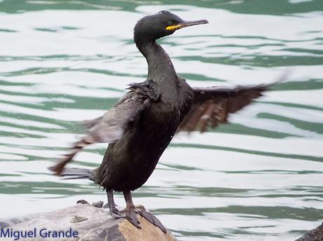 ONDARROA, ARAOS Y CORMORANES