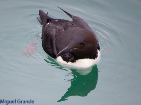 ONDARROA, ARAOS Y CORMORANES