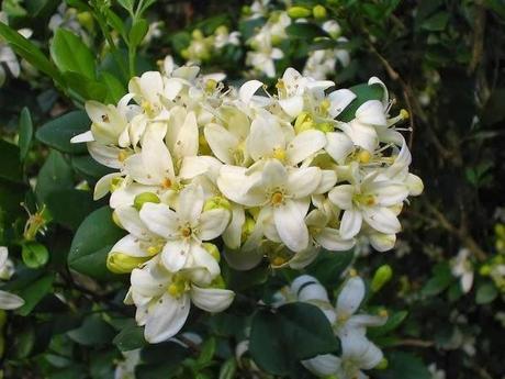 Pau d' arco púrpura