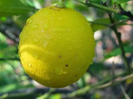 Limón para curar la caspa