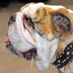 Mi perro babea mucho, ¿por qué?