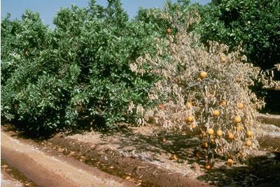 El Divertido Mundo de los Virus de las Plantas