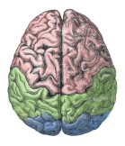 cerebro biología fisiología salud 