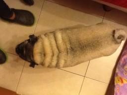 perro obeso sobre peso dietas caseras naturales para bajar de peso perro