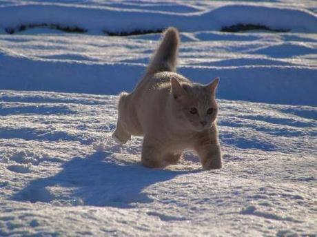 Gato en el hielo