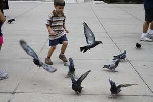 niño jugando con pájaros