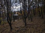 Bence Turanyi diseña casa foto’ bosque: sostenible, madera construida días.