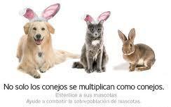 clinica-veterinaria-jose-diaz-del-olmo-esterilizacion