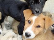 ¿Por esterilizar mascotas?