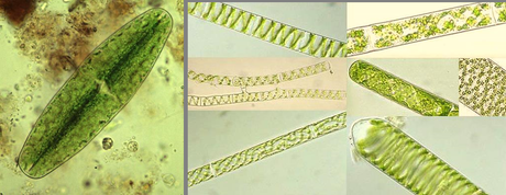 El plancton de Top Chef Microalgas (Créditos: flikleandfreckled y Derek Keats flikr)