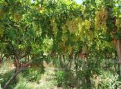 Malestar viñateros fiambalá