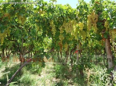 MALESTAR DE VIÑATEROS EN FIAMBALÁ