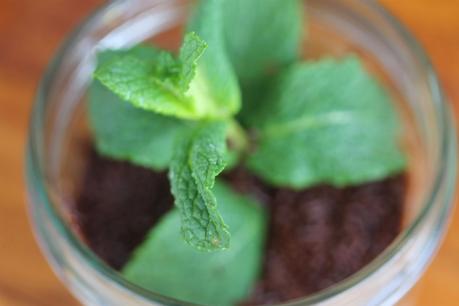 Mini macetas de chocolate