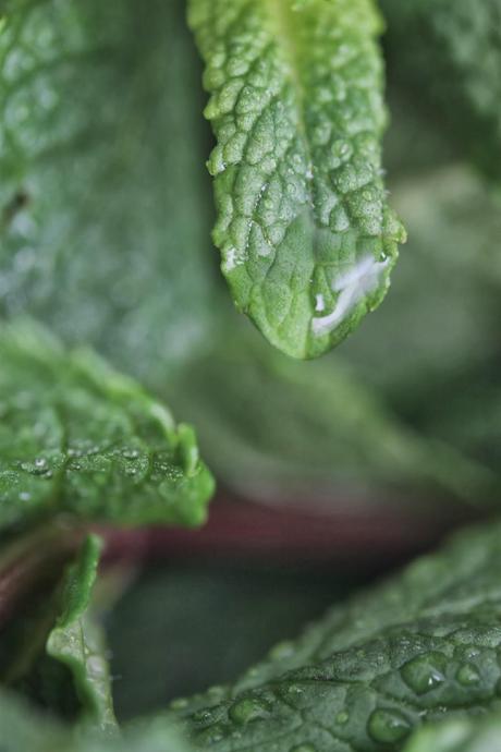 Mini macetas de chocolate