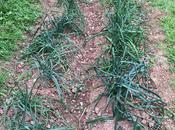 Comeremos calçots no…?