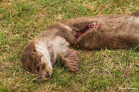 Invierno y gatos monteses en las montañas de Laciana