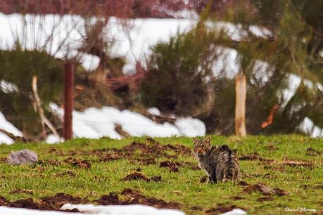 Invierno y gatos monteses en las montañas de Laciana