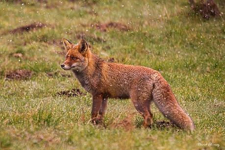 Invierno y gatos monteses en las montañas de Laciana