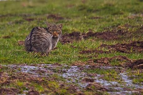 Invierno y gatos monteses en las montañas de Laciana