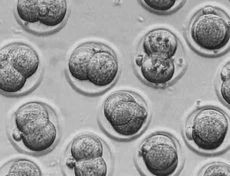 Record de bebés nacidos por Fecundación In Vitro en Estados Unidos Fertilización In Vitro