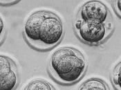 Récord bebés nacidos Fecundación Vitro Estados Unidos