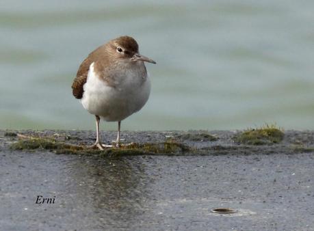 A TI, QUE NO ME LEES