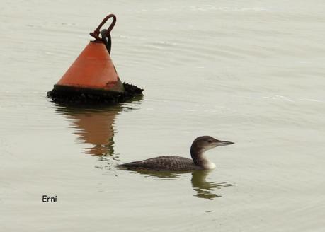 A TI, QUE NO ME LEES