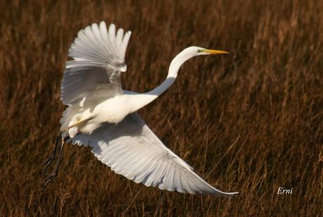 A TI, QUE NO ME LEES