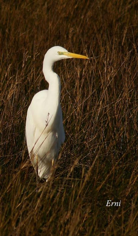 A TI, QUE NO ME LEES