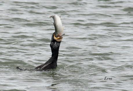 A TI, QUE NO ME LEES