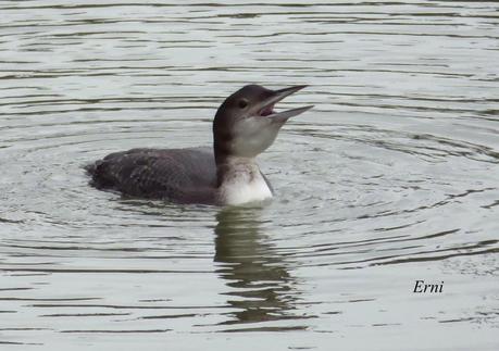 A TI, QUE NO ME LEES