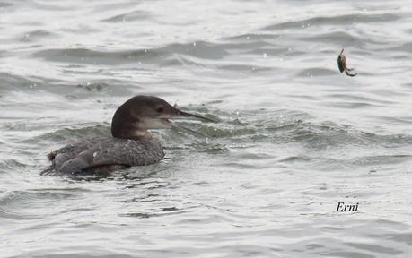 A TI, QUE NO ME LEES