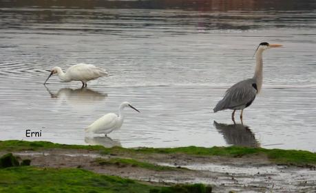 A TI, QUE NO ME LEES