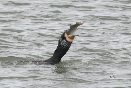 A TI, QUE NO ME LEES