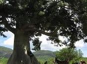 ceiba