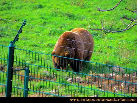 Rutas Montaña Asturias de las Pinturas Rupestres de Fresnedo: Furaco en el cercado osero de Santo Adriano