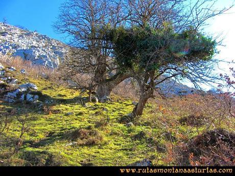 Rutas Montaña Asturias de las Pinturas Rupestres de Fresnedo: Árboles curiosos camino de Abrigos Rupestres